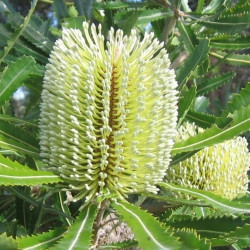 Banksia serrata