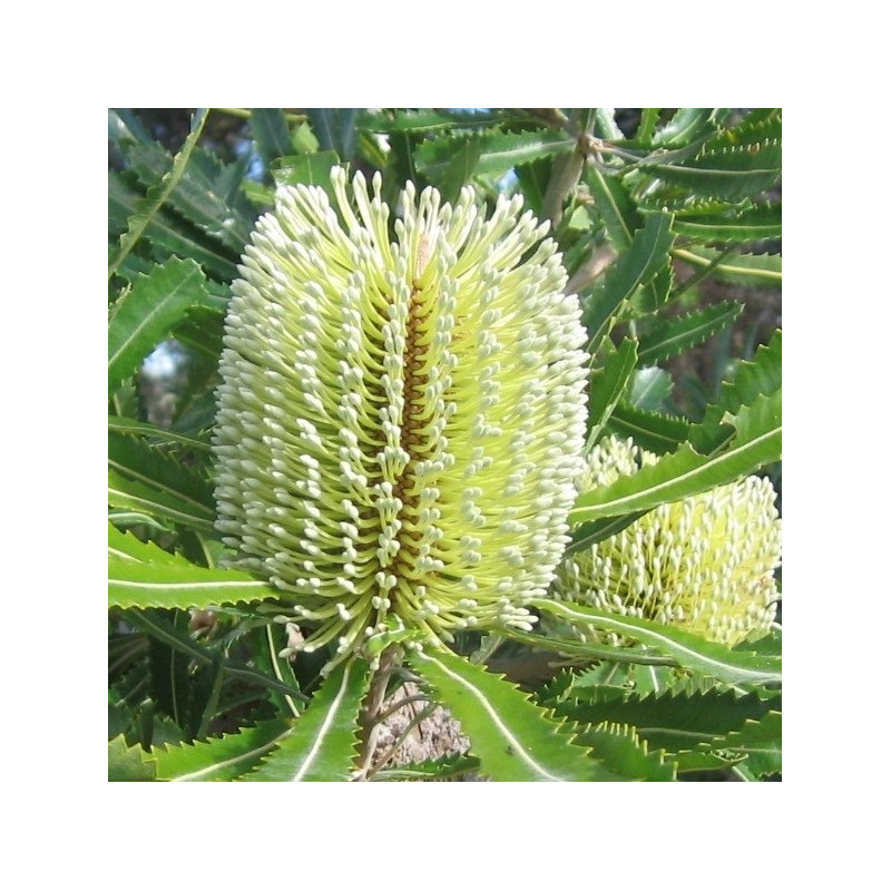 Banksia serrata