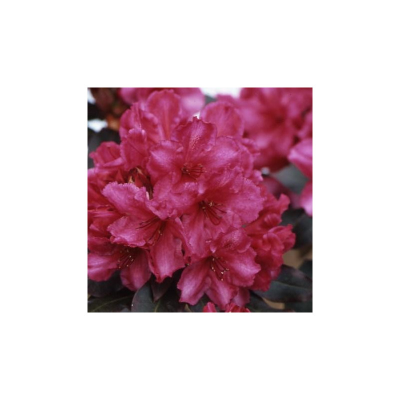 Rhododendron 'ebony pearl'