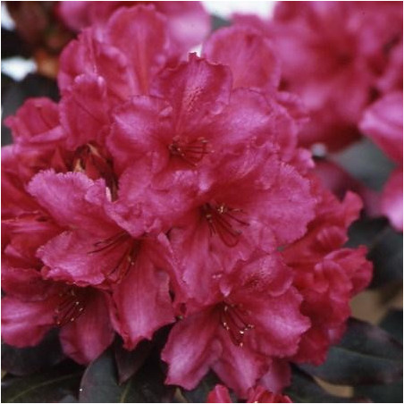 Rhododendron 'ebony pearl'