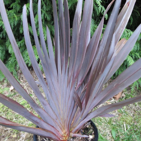 Phormium atrorotundifolia