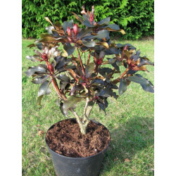 Rhododendron 'ebony pearl'