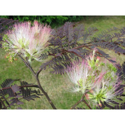 Albizia 'summer chocolate'