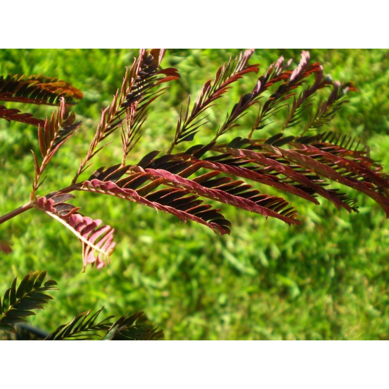 Albizia 'summer chocolate'