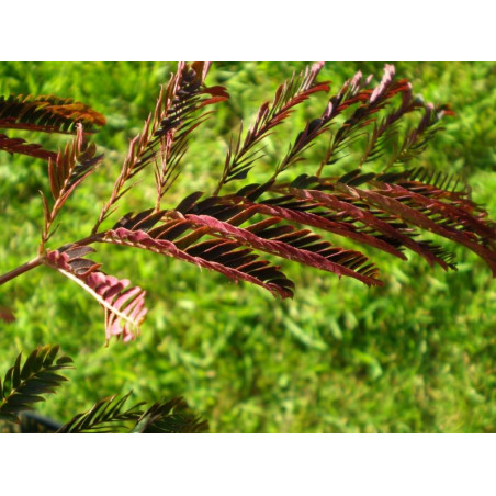 Albizia 'summer chocolate'