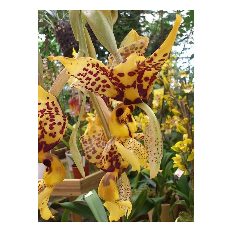 Stanhopea assidensis