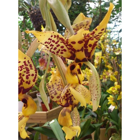 Stanhopea assidensis