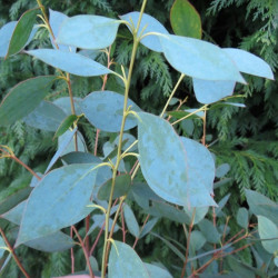 Eucalyptus stellulata