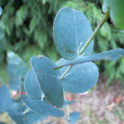 Eucalyptus urnigera