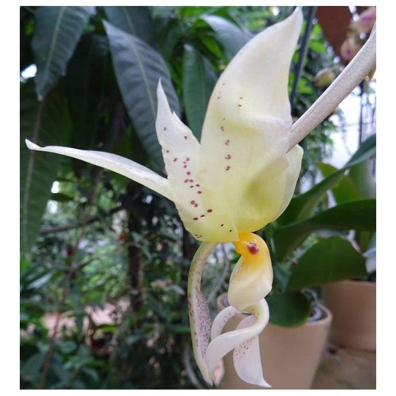 Stanhopea inodora