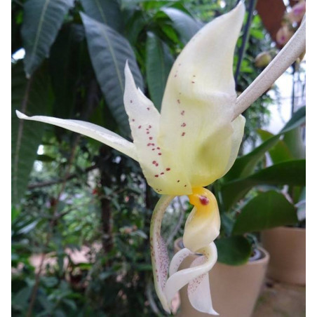 Stanhopea inodora