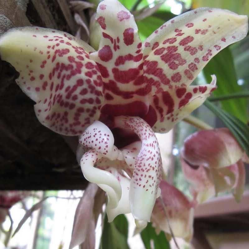 Stanhopea hernandezii