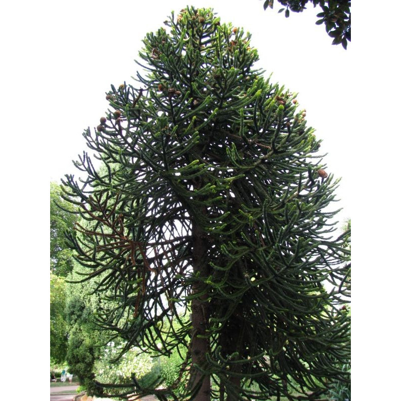 Araucaria araucana