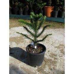 Araucaria araucana 7 l