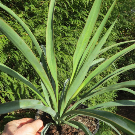 Yucca recurvifolia x Yucca treculeana