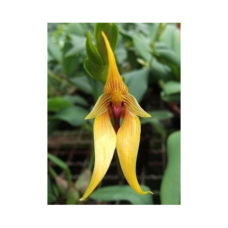 Bulbophyllum orthoglossum