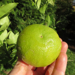 Citrus sinensis ovale calabrese