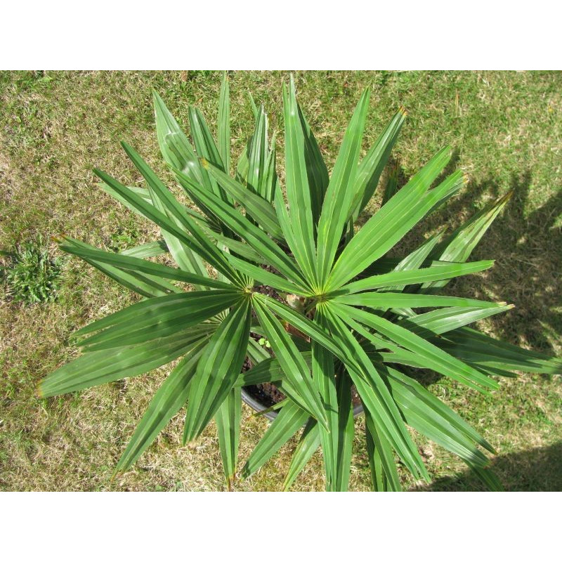 Trachycarpus fortunei 'Darjeeling'