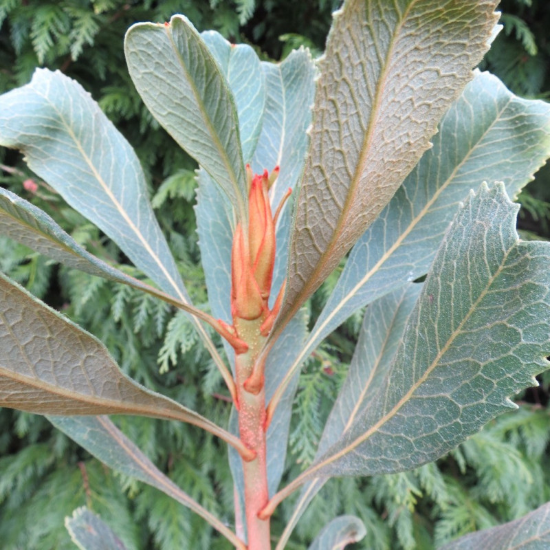 Telopea red embers