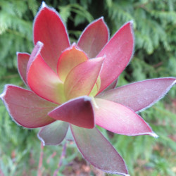 Leucadendron 'African spice'