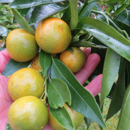 Citrus clementina corsica 2