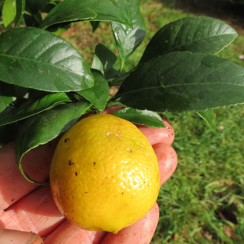 Citrus limonia Rangpur jaune