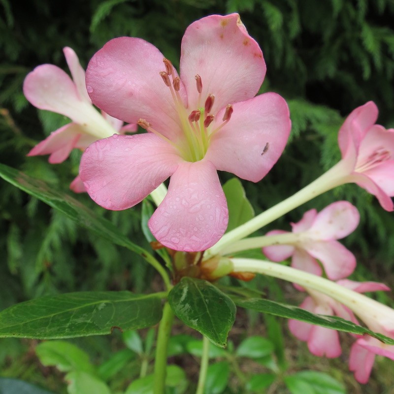 Rhododendron vireya moonwood ivory