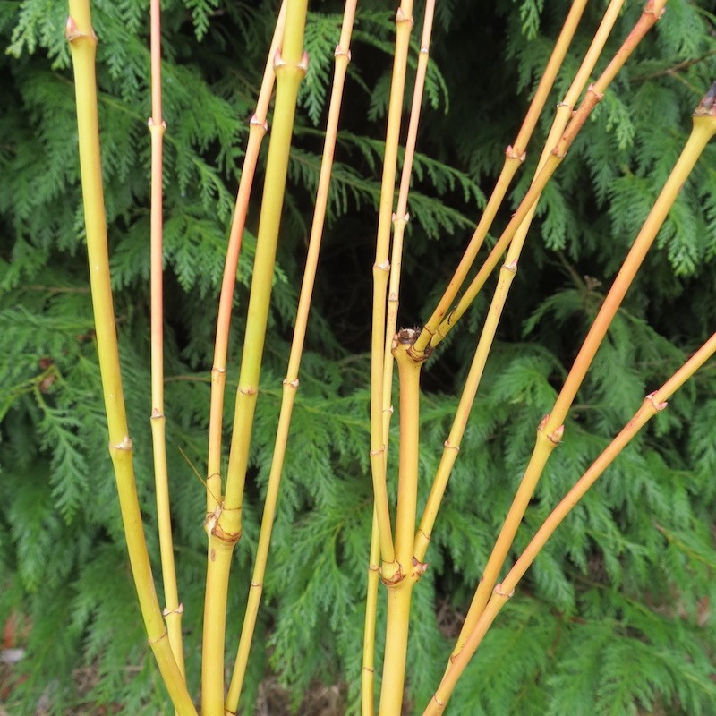 Acer palmatum bi-hoo