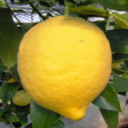 Citrus limon sanguineum