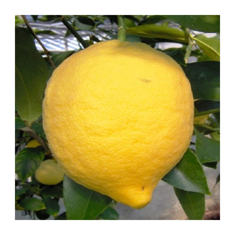 Citrus limon sanguineum