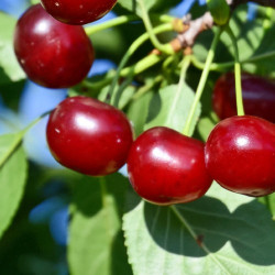 Prunus carmine jewel, cerisier