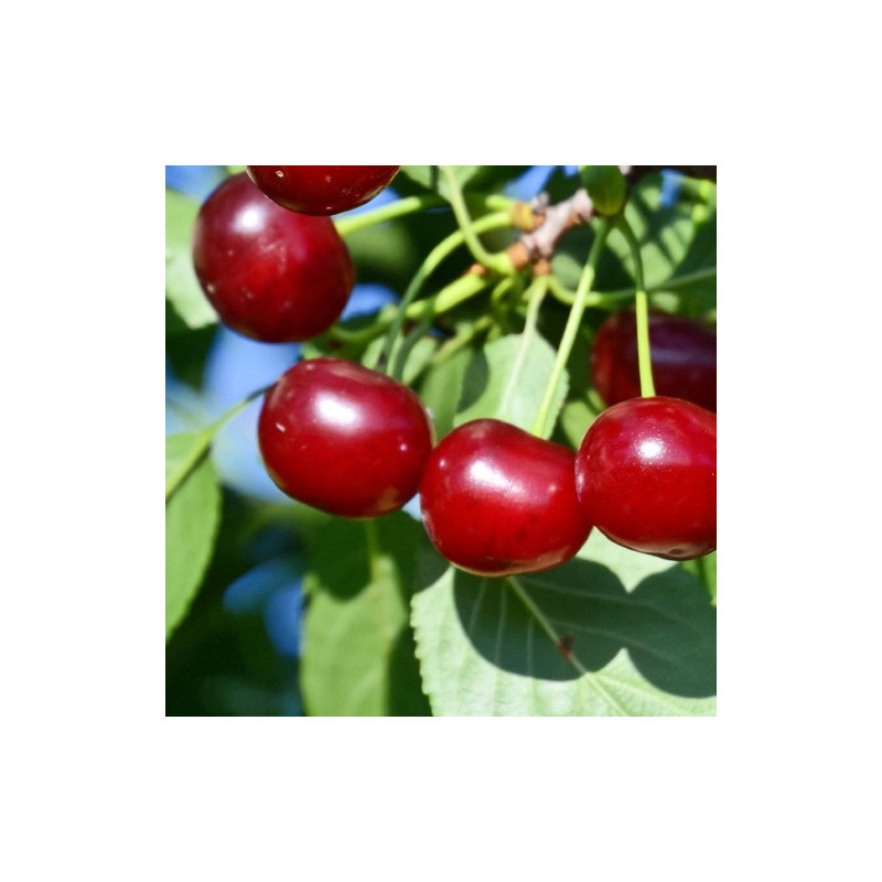 Prunus carmine jewel, cherry tree