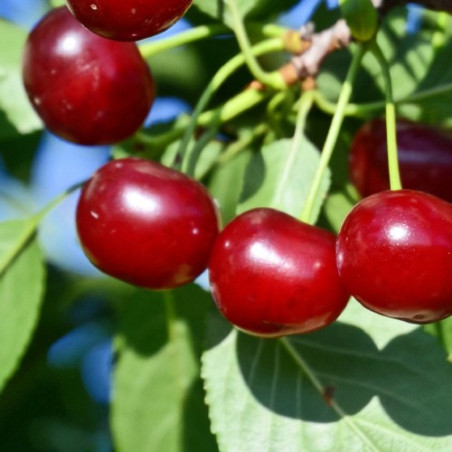 Prunus carmine jewel, cherry tree