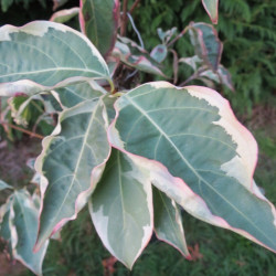 Cornus kousa wolf eyes