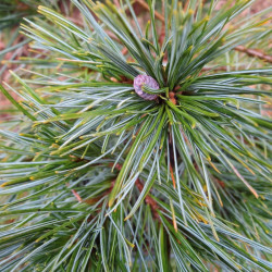 Pinus strobus minima