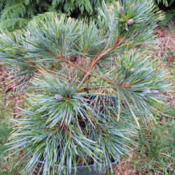 Pinus strobus minima