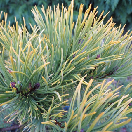 Pinus mugo winter gold