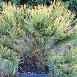 Pinus mugo winter gold
