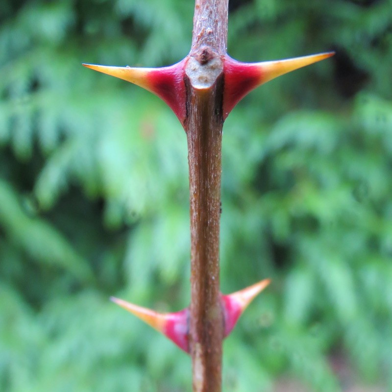 Zanthoxylum coreanum