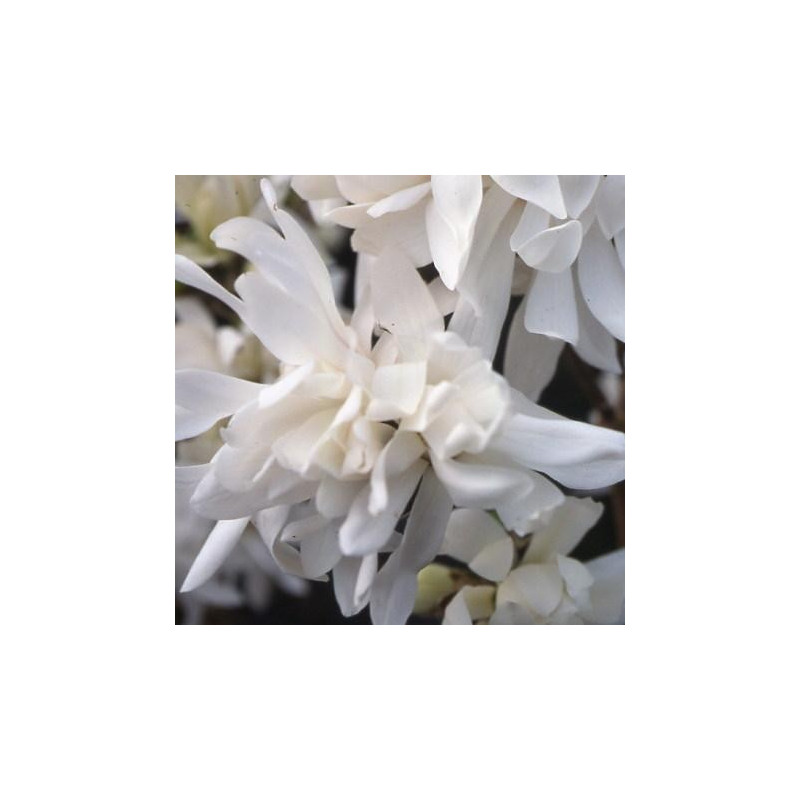 Magnolia x loebneri 'encore' Magnolia x loebneri 'encore'