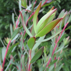 Leucadendron 'Tonya'