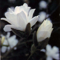 Magnolia x loebneri 'Mag's pirouette'