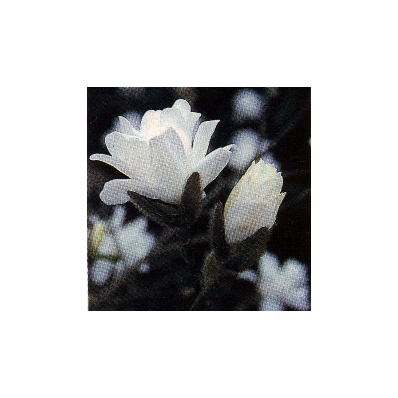 Magnolia x loebneri 'Mag's pirouette'