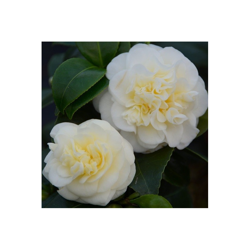 Camellia lemon drop