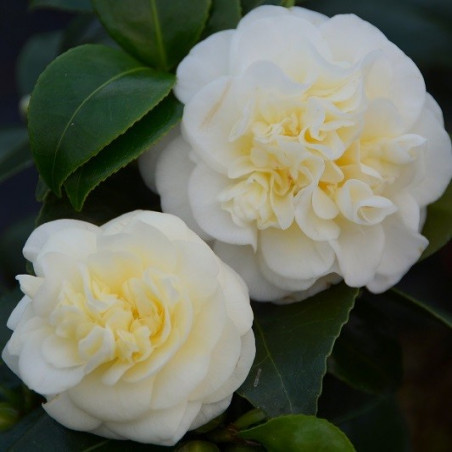 Camellia lemon drop