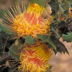 Dryandra praemorsa var. splendens