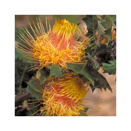 Dryandra praemorsa var. splendens