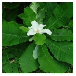 Magnolia macrophylla 