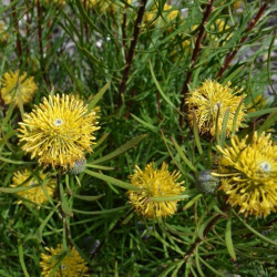 Isopogon anemonifolius