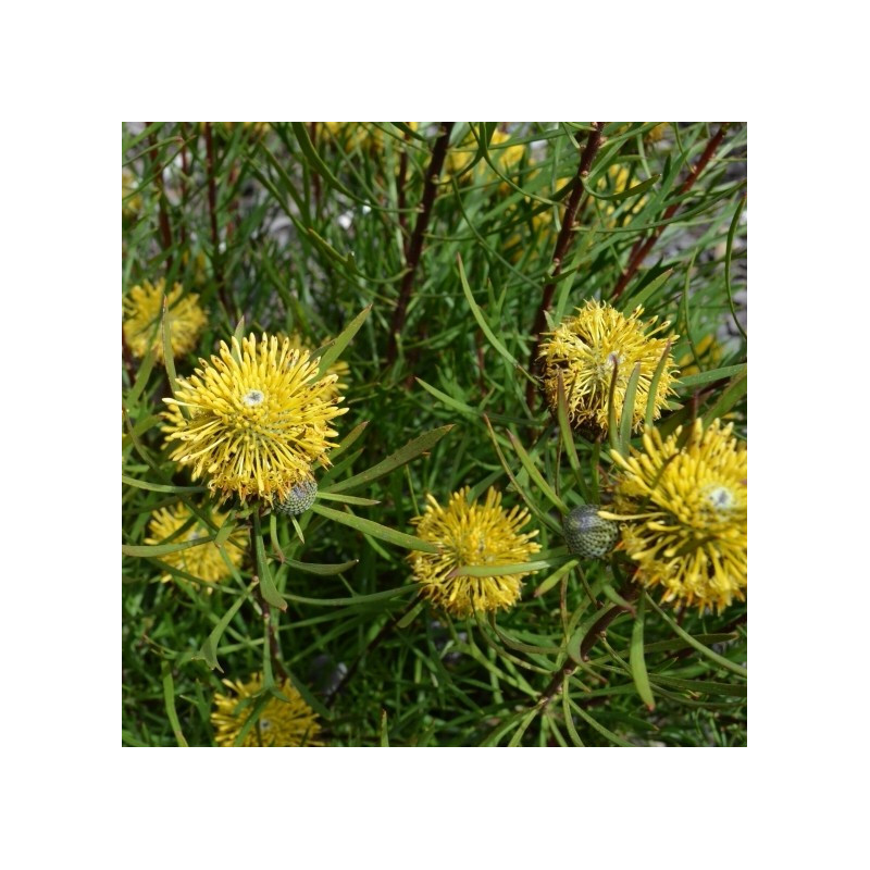 Isopogon anemonifolius